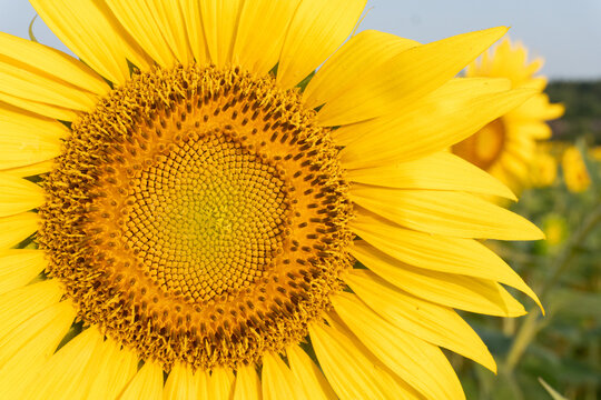 Close-up image of the face of a bright yellow sunflower in a field in summer