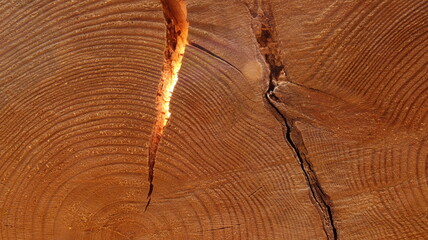 background of wood carved in sunlight with tree rings