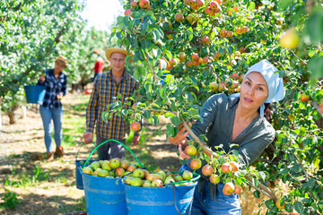 Fototapeta premium Asian female farmer engaged in picking of pears in orchard, laying harvested fruits in buckets