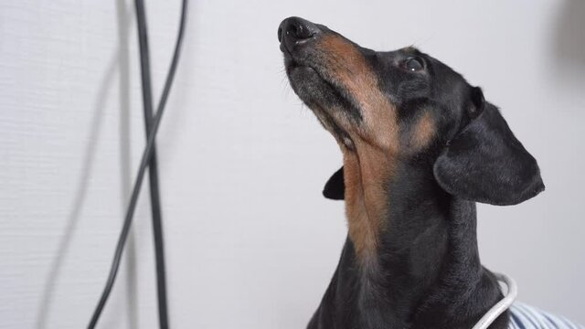 Serious dachshund dog electrician IN white striped T-shirt sits among black and white wires and winks looking upward closeup