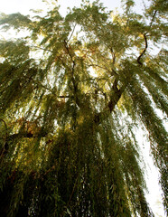 Bottom view of tall trees in forest.