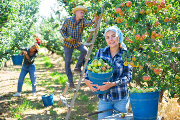 Three workers picking green and pink pears in garden. Girl holding bucket full of pears. © JackF