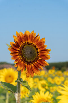 Vertical image of a fiery orange sunflower rising above a field of yellow sunflowers in summer under a blue sky