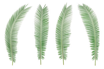 Palm leaves isolated on white background.
