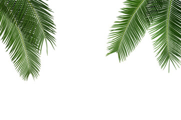 Fototapeta na wymiar Palm leaves isolated on white background