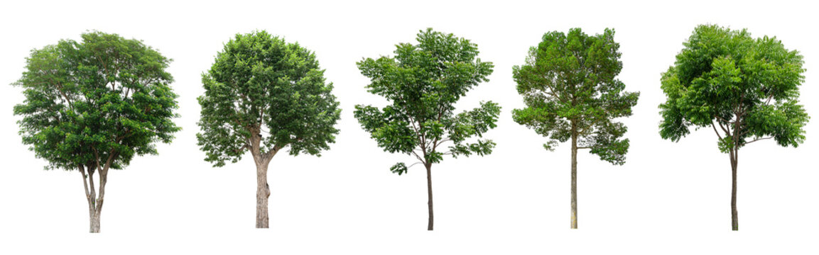 Set of Tropical tree isolated on white background.