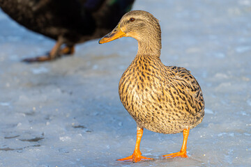 duck on a pond