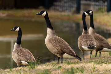 canadian geese on a beach
