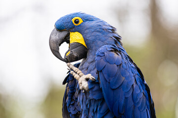 blue and yellow macaw © Bryant