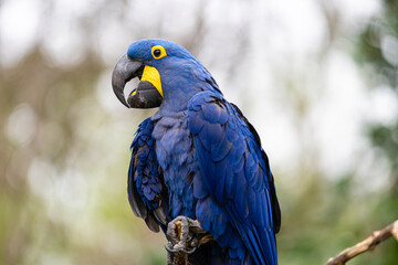 blue macaw