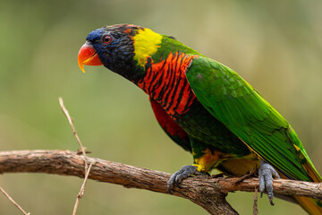 rainbow lorikeet parrot