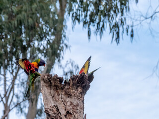 Lorikeet Landed