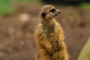 Fototapeta premium meerkat on the lookout