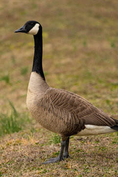 goose on the loose