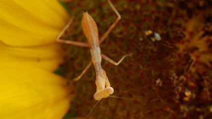 male praying mantis looking resting on sunflower