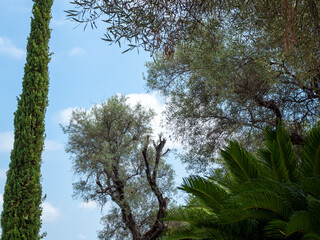 typical Mediterranean vegetation : cypress, olive and palm tree