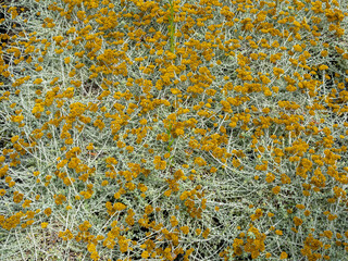 pale green and yellow garden shrub