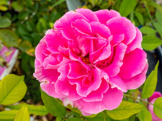 close view of pink rose flower