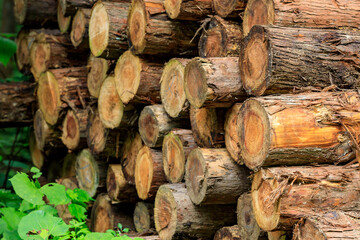 伐採された杉　木材　イメージ