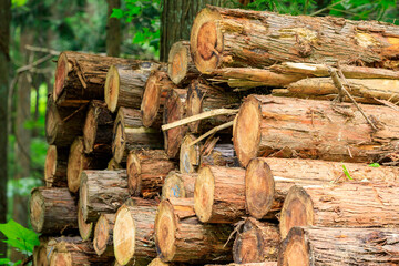 伐採された杉　木材　イメージ