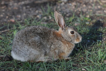 Cute little rabbit sitting in the grass