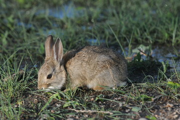 Cute little rabbit sitting in the grass