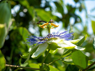 close view of purple passion flower