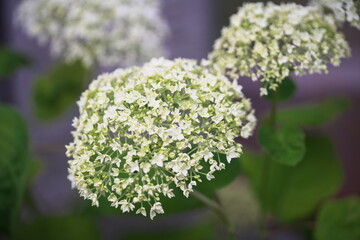 爽やかなアジサイのお花畑