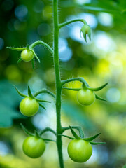 green tomatoes growing on tomato plant in the garden