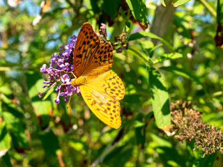 orange butterfly on the butterfly tree in summer