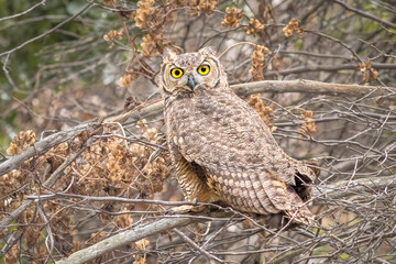 owl in the forest