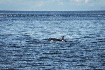 orca whale up for a breath 