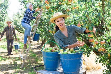 Focused asian female gathering harvest of ripe pears at orchard on sunny day