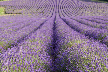 Obraz na płótnie Canvas Field of Kentish lavender flowers.