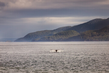 Fototapeta na wymiar humpback whale tail 