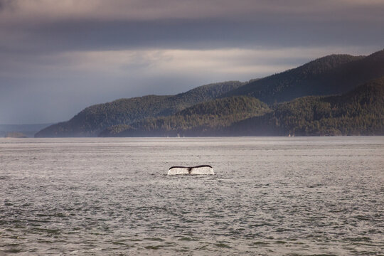 Humpback whale tail