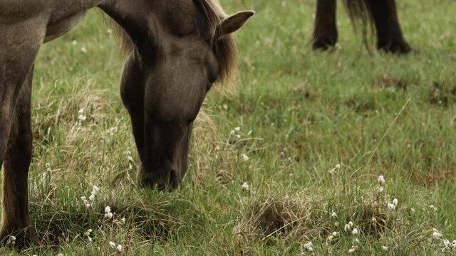 Smooth cinematic shot of an Icelandic Horse Grazing on fresh green grass in the meadows. 