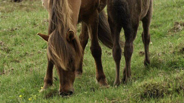 Icelandic Mare and her foal grazing in the meadows of Iceland. 