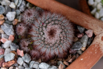 cactus in a flower pot with stones in the background