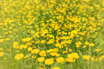 a glade with yellow dandelions close-up on a happy and joyful summer day