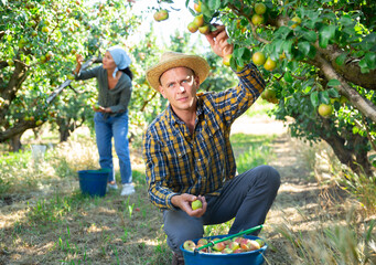 Man and woman harvesting pink and green pears on plantation © JackF