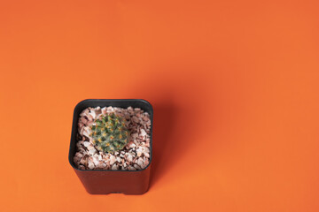 A small cactus that is on an orange background shines on the other side.