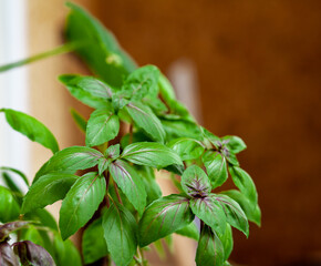 Fresh green basil in a pot grows at home, on the balcony. Green basil leaves are ready for cooking. Fresh herbs for cooking pizza, salads and other food