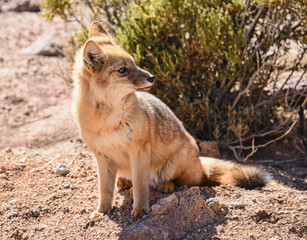 Naklejka na ściany i meble Culpeo (Lycalopex culpaeus), Andean fox in the desert, San Pedro de Atacama, Chile
