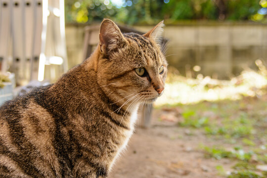 212 Best サビ猫 Images Stock Photos Vectors Adobe Stock