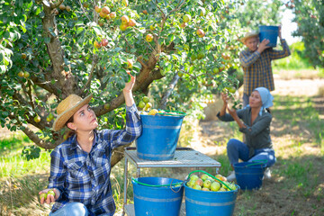 Group of people picking pears from trees on plantation © JackF