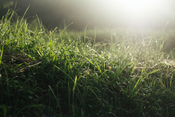 Obraz na płótnie Canvas Grass field with dew in the morning
