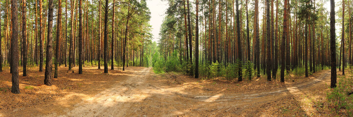 Panoramic shot of a fork in a pine forest in the early morning.