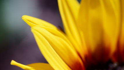 daisy petal macro close up