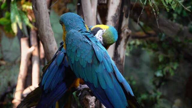 Two blue-and-gold macaws on the tree branch in rainforest, blue and gold parrots